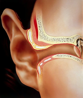 Artwork of section through human ear Artwork of section through human ear