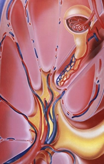 Artwork of a section through the human kidney Artwork of a section through the human kidney