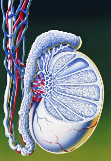 Artwork of section through human testis Artwork of section through human testis