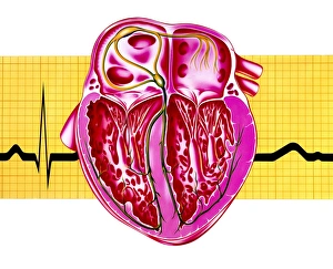 Artwork of sectioned heart with healthy ECG trace Artwork of sectioned heart with healthy ECG trace