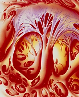 Artwork showing inside view of the right ventricle Artwork showing inside view of the right ventricle