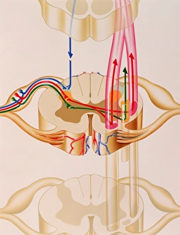 Artwork showing pain pathways in spinal cord Artwork showing pain pathways in spinal cord