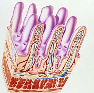 Artwork showing structure of small intestine villi Artwork showing structure of small intestine villi