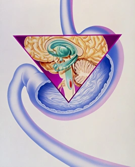 Human Body Anatomy Prints: Artwork showing the vomiting reflex