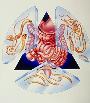 Artwork of various intestinal parasites and gut Artwork of various intestinal parasites and gut