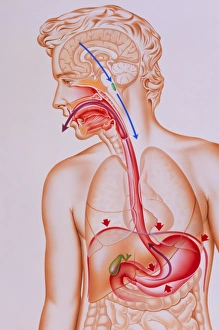 Artwork of vomiting mechanism in human body Artwork of vomiting mechanism in human body