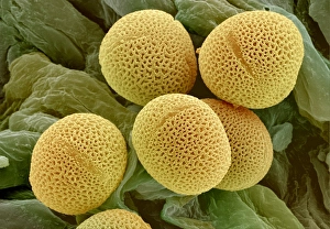 Coloured Scanning Electron Micrograph Prints: Ash tree pollen