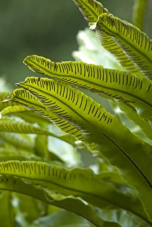 Asplenium Scolopendrium Prints: Asplenium scolopendrium C016 / 4368