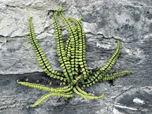 Asplenium Trichomanes Prints: Asplenium trichomanes