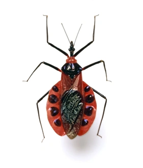 Assassin Bug Prints: Assassin bug C016 / 5673