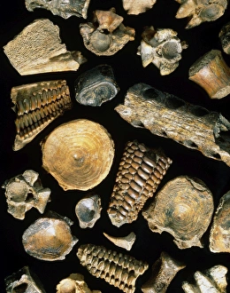 Assortment of fish fossils from the Paleocene Assortment of fish fossils from the Paleocene