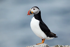Fratercula Arctica Prints: Atlantic puffin
