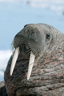 Atlantic Walrus Prints: Atlantic walrus