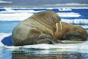 Atlantic Walrus Print