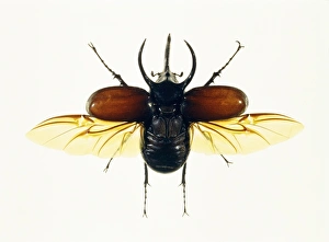 Atlas beetle Atlas beetle