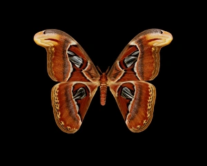 Atlas moth Print - 21cm wingspan