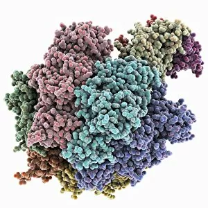 Images Dated 26th February 2013: ATPase molecule