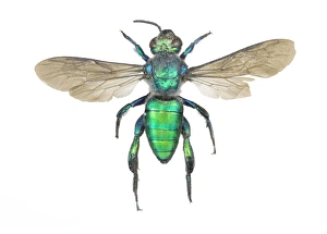 Images Dated 2011 October: Augochlora pura Sweat Bee Print