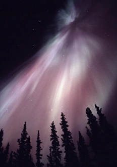 Northern Lights Print over Silhouetted Trees