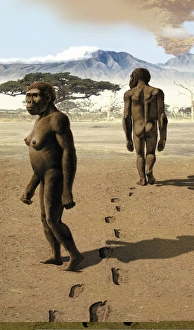 Australopithecus Afarensis Prints: Australopithecus afarensis, artwork C013 / 9569