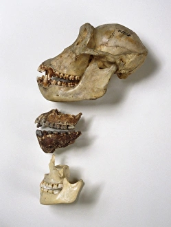 Images Dated 11th March 2013: Australopithecus afarensis Jaw Comparison Print