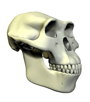 Early Human Evolution Prints: Australopithecus afarensis skull