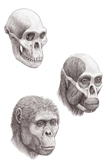 Early Human Evolution Prints: Australopithecus africanus