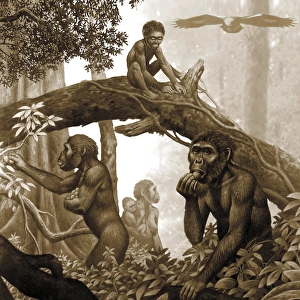 Early Human Evolution Prints: Australopithecus africanus, artwork C013 / 9570