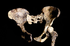 Prints of Australopithecus africanus pelvis (STS-14). This fossil specimen was discovered in 1947, in Sterkfontein, South Africa Images Dated 2013 April: Australopithecus africanus pelvis print