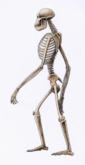 Early Human Evolution Prints: Australopithecus africanus skeleton