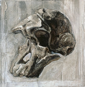 Early Human Ancestors Prints: Australopithecus africanus skull