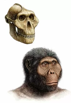 Anthropological Collection: Australopithecus boisei