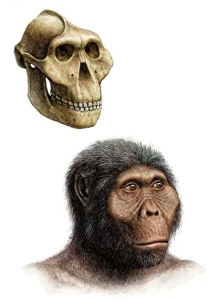 Australopithecus boisei Print
