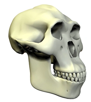 Prints of Australopithecus boisei skull, computer artwork. Australopithecus boisei was a hominid that lived in Africa between about 2.3 to 1.3 million years ago Images Dated 2006 August: Australopithecus boisei skull Print