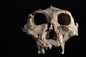Prints of Skull of Australopithecus robustus, front view. A Images Dated 2006 October: Print of Australopithecus robustus skull, front view
