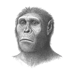 Prints of Australopithecus sediba. Artwork of the head of a juvenile male Australopithecus sediba hominid, which lived in Southern Africa around 1.8 million years ago Images Dated 2010 June: Australopithecus sediba juvenile male head print