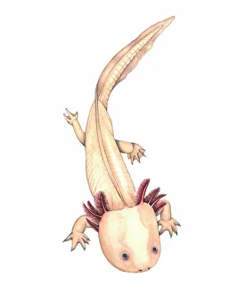 Axolotl, artwork Axolotl, artwork
