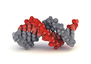 Hydrogen Bonds In DNA Prints: B-DNA molecule