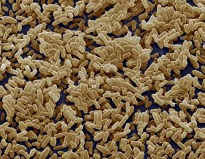 Images Dated 14th December 2007: Bacillus subtilis bacteria print