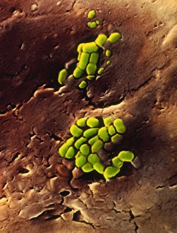 Bacteria on cooked roast beef Bacteria on cooked roast beef