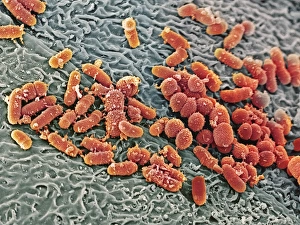 Images Dated 12th August 2005: SEM Print of Bacteria in the Nasal Cavity