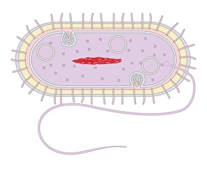Prints of Bacterial cell structure. Computer artwork showing the cell structure and components (organelles) of a typical rod-shaped bacteria (bacillus). Not all bacteria have a flagellum (long, tail-like) Images Dated 2010 July: Bacterial Cell Structure Print
