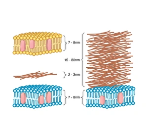 Prints of Bacterial cell wall comparison. Computer artwork comparing the structure of the cell wall from a gram-negative bacterium (left) with that of a gram-positive bacterium (right) Images Dated 2010 July: Bacterial Cell Wall Comparison Print