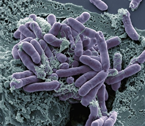 E Coli Bacteria Prints: Bacterial contamination, SEM