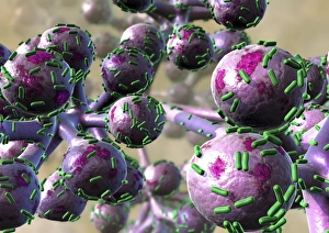 Prints of Bacterial lung infection, computer artwork. Rod-shaped bacteria (bacilli, green) on the surface of the alveoli of the lungs (purple) Images Dated 2009 March: Bacterial lung infection Print