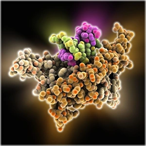 Deoxyribonucleic Acid Model Prints: Bacterial regulator-DNA complex