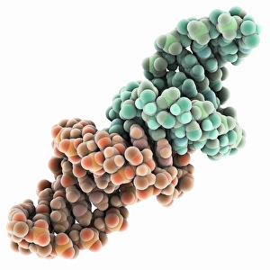 Bacterial RNA Plasmid Loop-Loop Complex Print