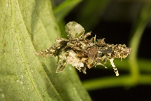 Ecuadorian Rainforest Animals Prints: Bagworm larva