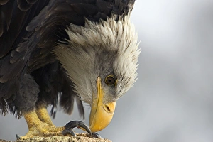 Eagle Species Prints: Bald eagle