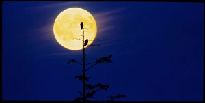 Bald eagles silhouetted against a full Moon Bald eagles silhouetted against a full Moon
